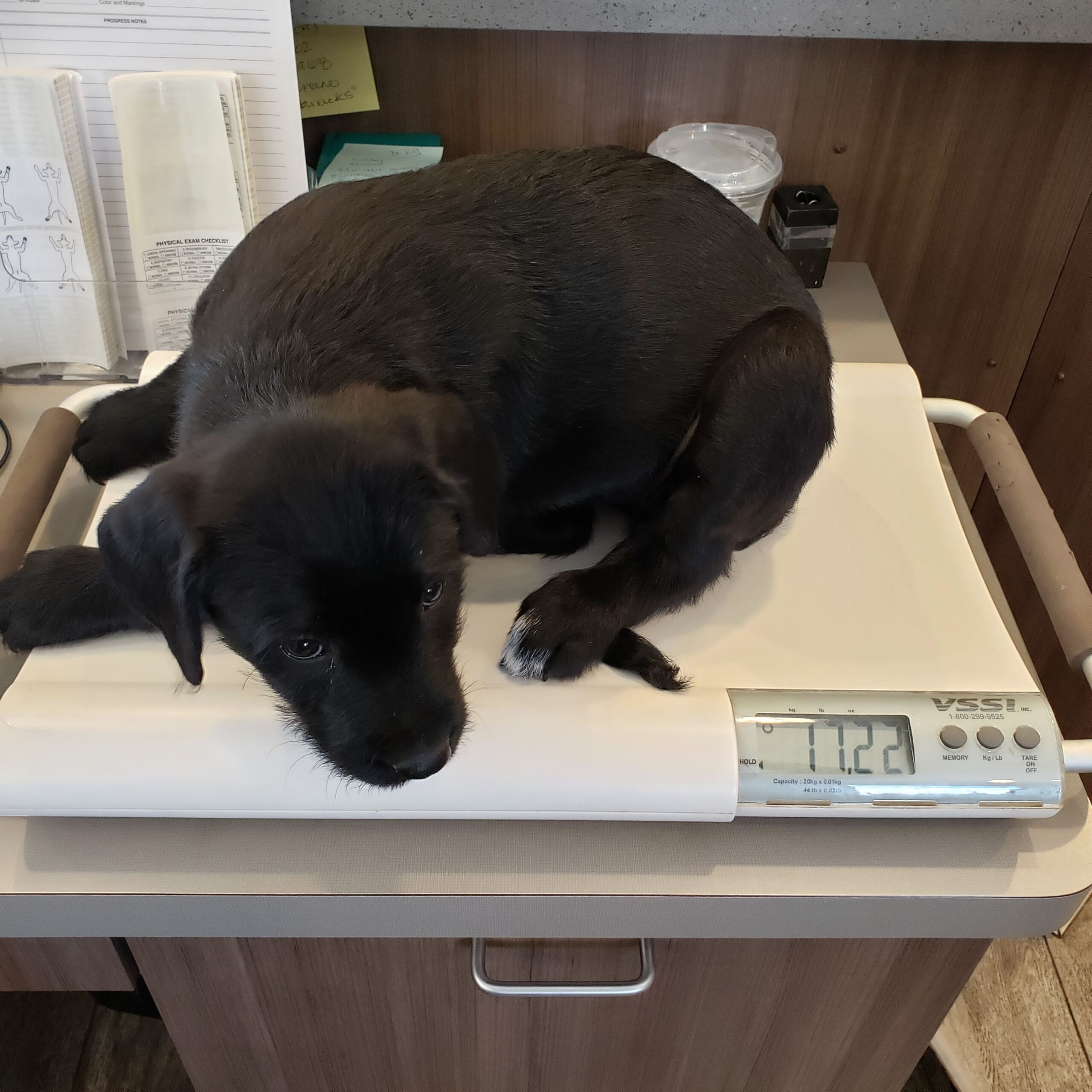 Black puppy being weighed on a veterinary scale at Central Valley Veterinary Hospital - professional pet care services in our modern facility