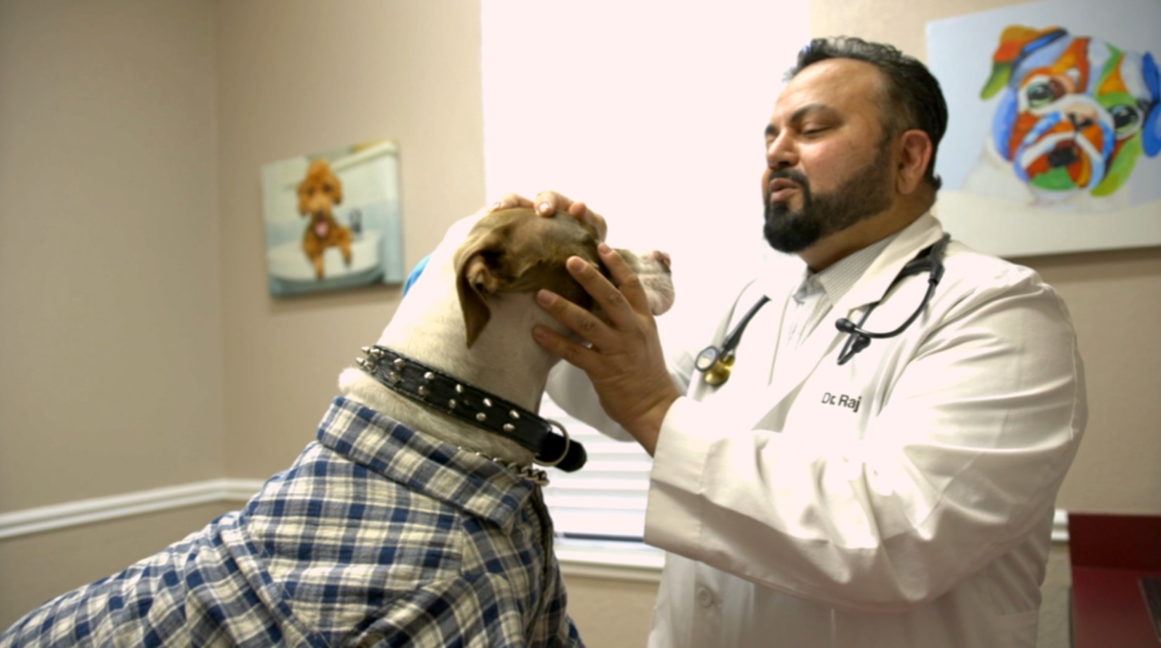 Veterinarian examining a dog on the examination table at Central Valley Veterinary Hospital - expert veterinary care and thorough examinations