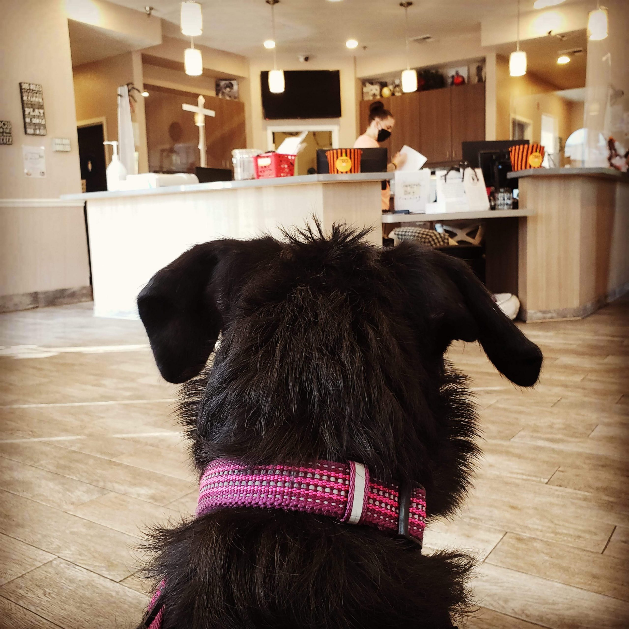 Dog with pink collar waiting in the reception area at Central Valley Veterinary Hospital - comfortable and welcoming clinic environment
