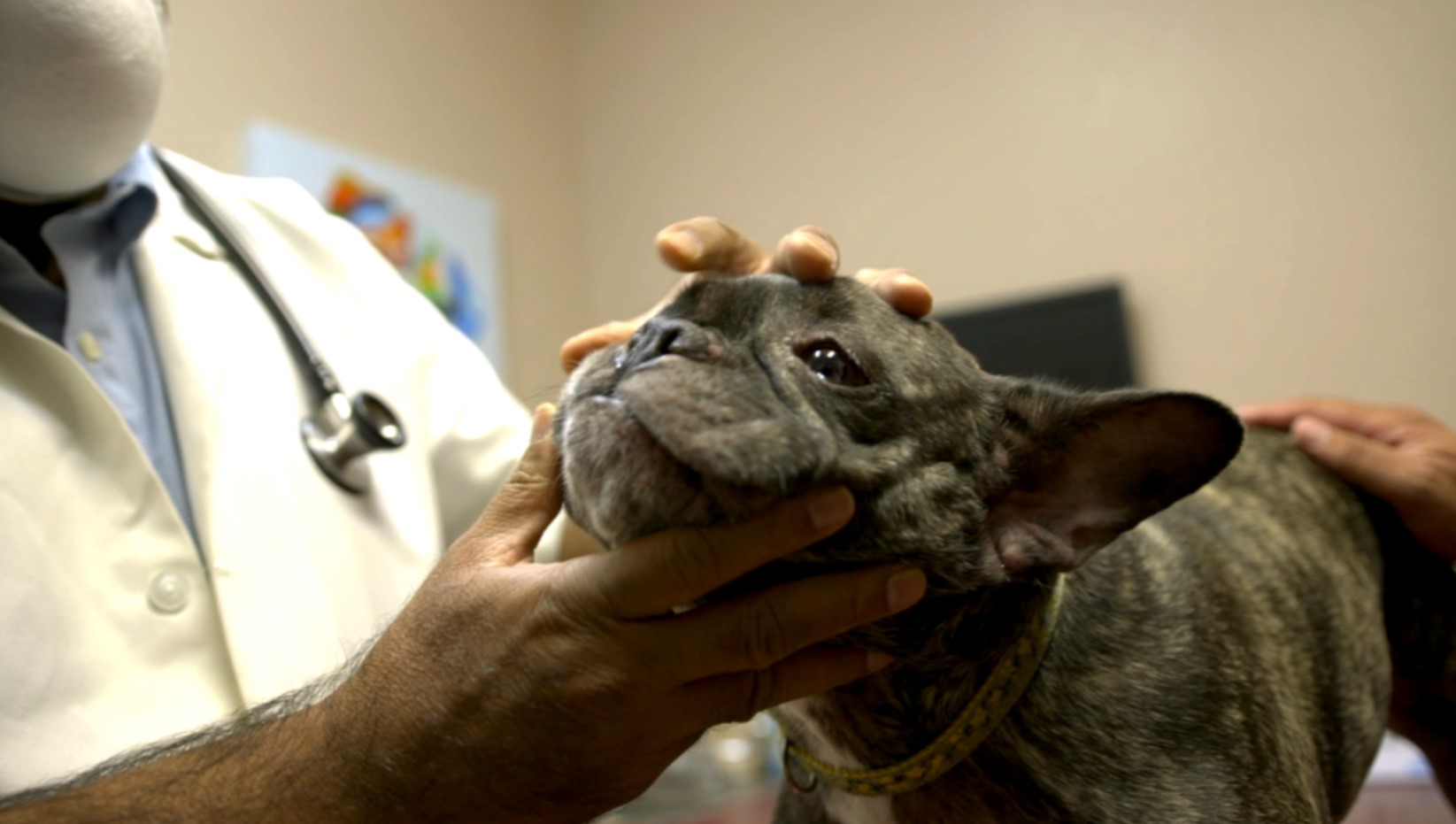 French Bulldog being examined by a veterinary professional at Central Valley Veterinary Hospital - gentle and professional pet care