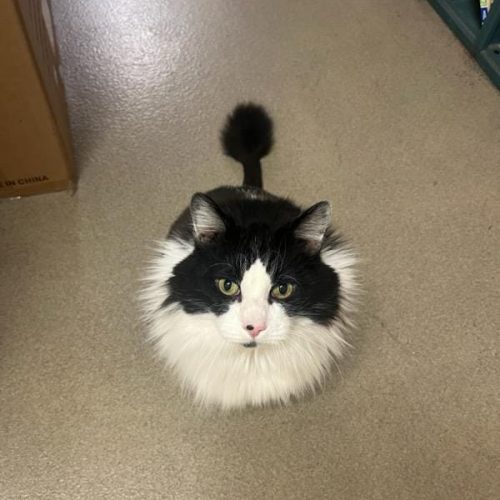 Meepers, Cat Wellness Supervisor at Central Valley Veterinary Hospital
