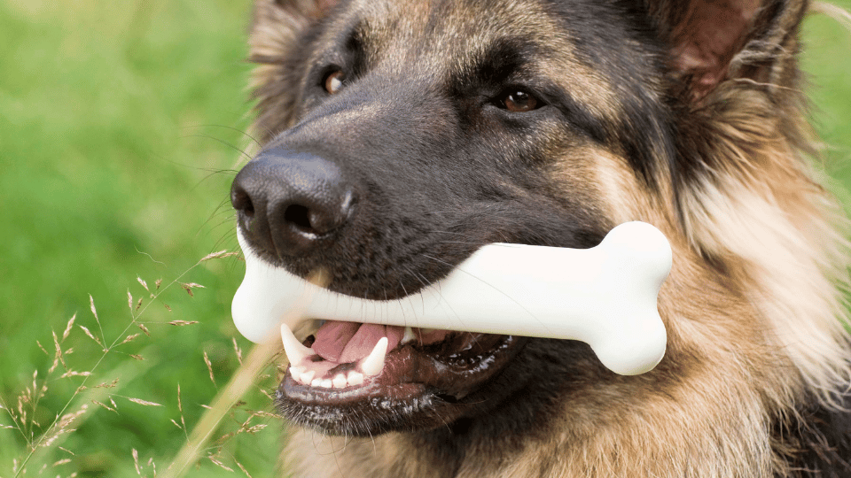 Are Bones Safe for Dogs? Benefits and Safety Tips