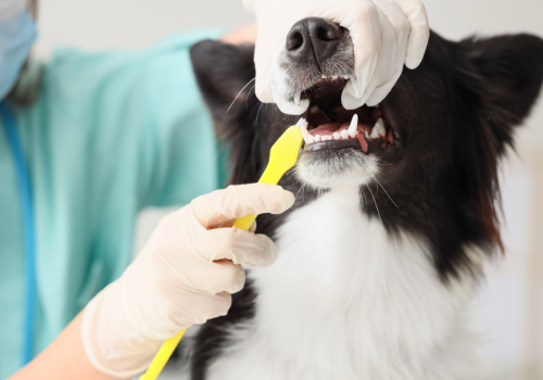 The Benefits of Dental Health Care for Dogs: A Vital Part of Pet Wellbeing