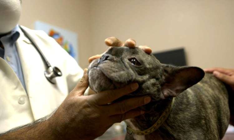 Dr. Rajvir Gillon and a veterinary technician performing a cheerful wellness exam on a tan and white dog at Central Valley Veterinary Hospital in Manteca, illustrating the clinic's focus on compassionate, personalized veterinary care and comprehensive health checks.