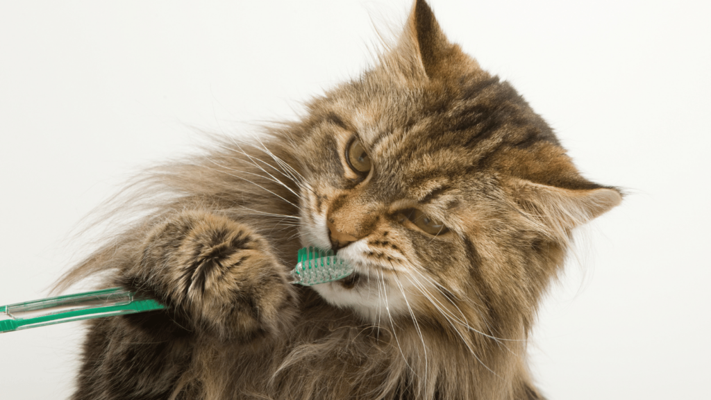 February Dental Month for Cats: Why Dental Care Matters