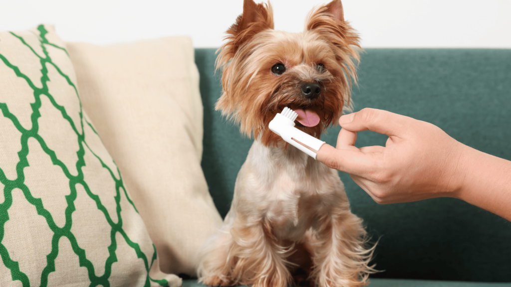 February Dental Month for Dogs: Why Dental Care Matters