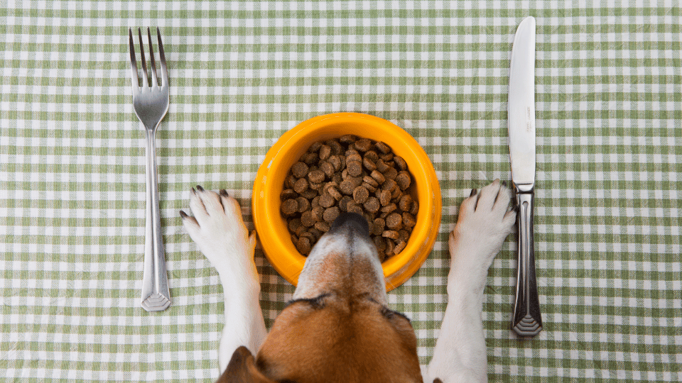 How to Design a Balanced Diet for Your Dog