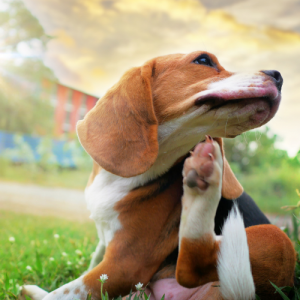 Pet Allergies Diagnostic and Treatment at Central Valley Veterinary Hospital