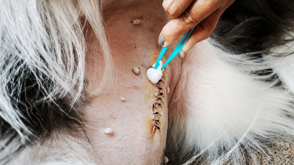Pyometra in Dogs: Symptoms, Risks, and Treatment