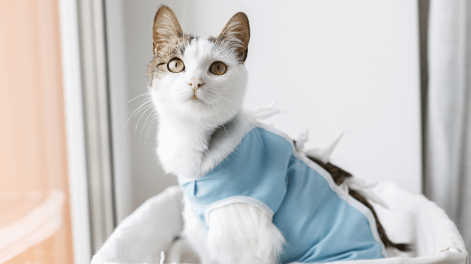 Spaying Your Cat: Benefits and Post-Surgery Care