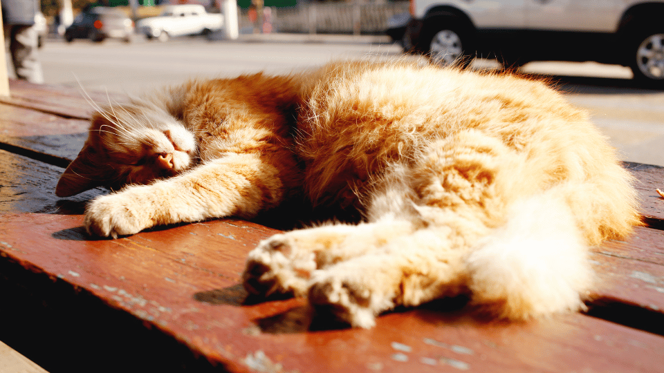 Sun Safety for Cats: Benefits and Risks